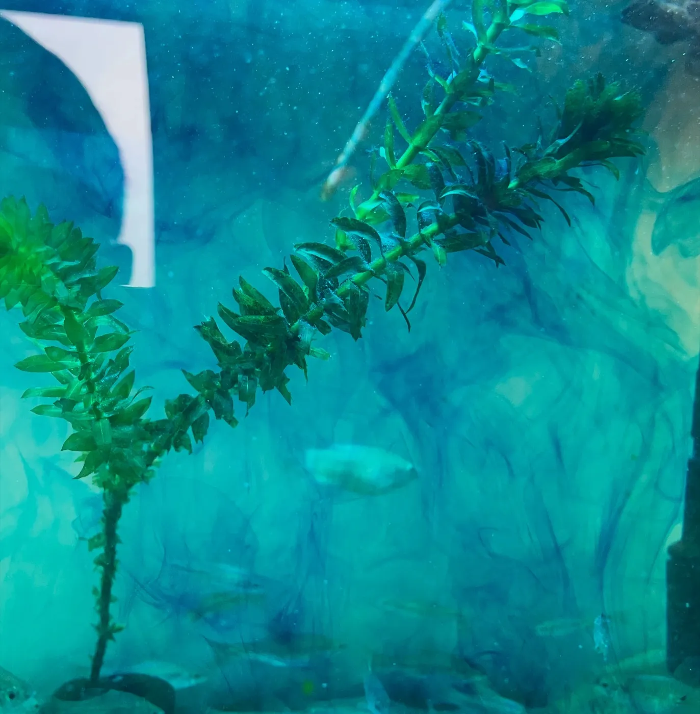 The main tank after dosing methylene blue: the water has turned blue-green and the plants are stained