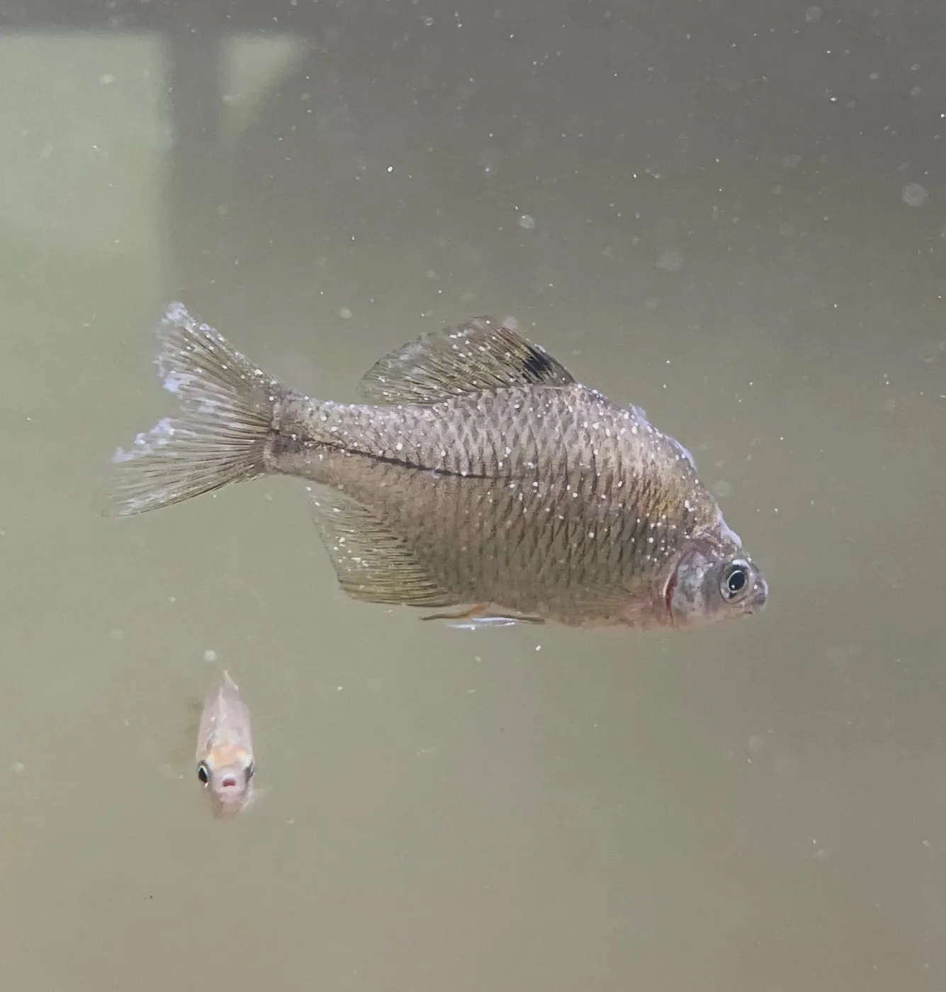 A fish whose body and fins are covered in pinhead-sized white spots